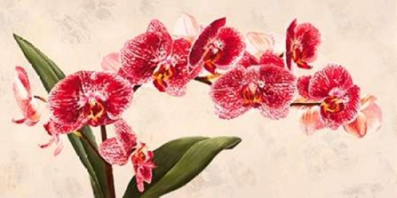 Purple Queens Poster Print by Luca Villa - Item # VARPDX2LC2405